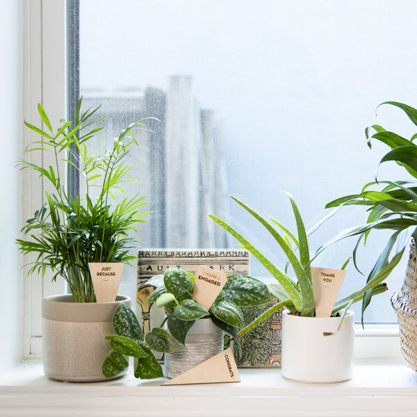 Triangle Plant Tag