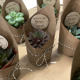 watch me grow succulent tags Wooden Plant Tag (Set) 100 / Watch Me Grow